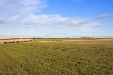 autumn straw stubble