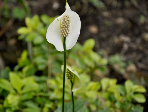 Flor anturio blanco
