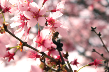 Fototapeta na wymiar Cherry Blossom Closeup