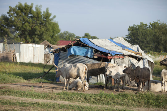 Shack And Cattle In South Sudan