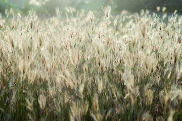 Flower grass in the garden.