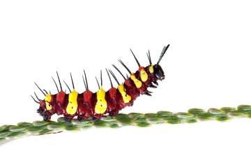 red and yellow caterpillar