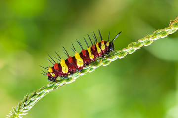 red and yellow caterpillar