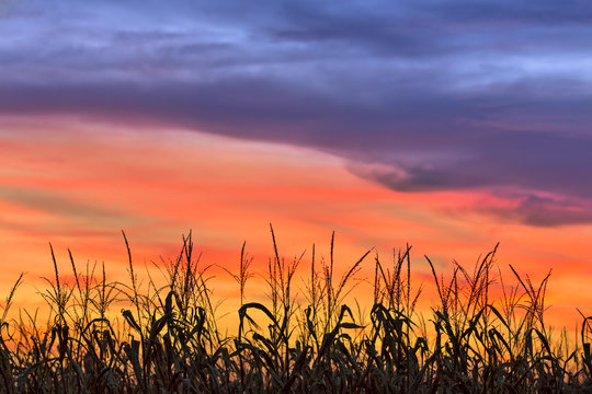 Magnificent Maize - Cornfield silhouetted by a sunset sky over Indiana
