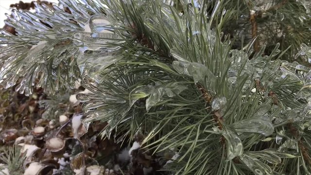 Деревья и кусты покрыты ледяной коркой