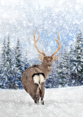 Naklejka na ściany i meble Deer in winter forest