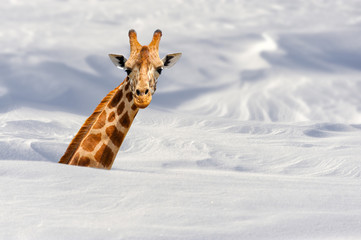 Naklejka premium Giraffe in snow