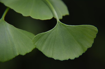 Ginkgo © Marzena