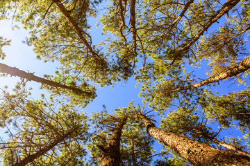 Canopy Of Tall Pine Trees. Upper view Branches Of Woods with warm light in the morning, vintage style.