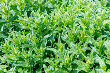 Mint leaves background.Closeup fresh peppermint leaves on green background. Soothing properties of peppermint. Green juicy mint growing in the garden.