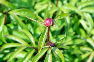 Peony bush with lots of purple peonies. Gardening. Care and breeding of peony.