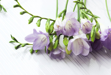 Bouquet of freesias flowers