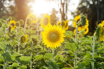 Sunflower in the garden And sunlight