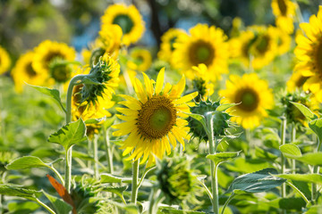 Sunflower in the garden