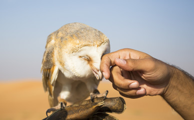 Barn owl on a glove in a desert near Dubai
