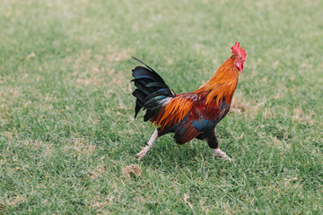 Colorful rooster with tan, blue and green feathers running around the grass in the Park.