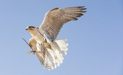 Falconer is training Peregrine Falcon in a desert near Dubai