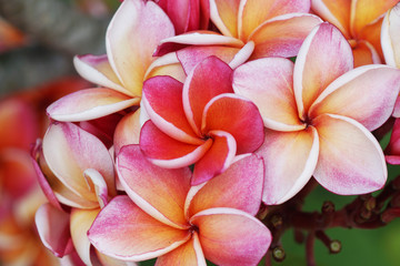 Fototapeta na wymiar Plumeria flower Mixed color of orange and pink