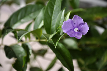 Flor violeta pequeña