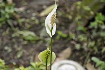 Anturios pequeños blanco y verde