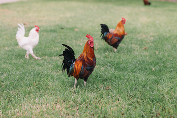 Colorful rooster with tan, blue and green feathers  some chickens running around the grass in the Park.