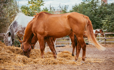 Fototapeta premium Brown and gray horses eating a hay at ranch summertime. Horses chewing dry grass on green trees background. 