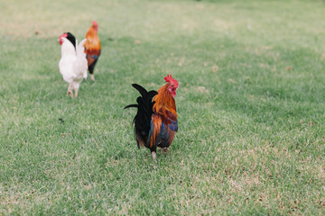 Colorful rooster with tan, blue and green feathers  some chickens running around the grass in the Park.