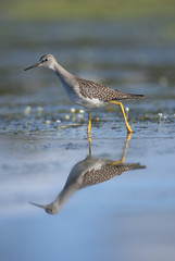 Sandpiper