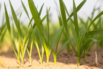 close-up of young green wheat shoots