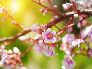 Flower of star apple on tree.