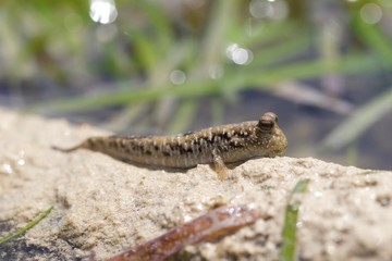 Mudskipper
