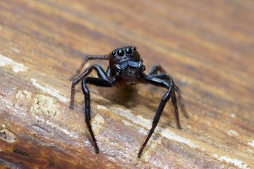 Jumping Spider