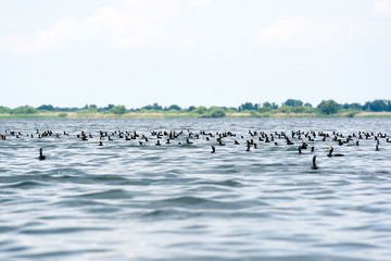 Group of cormorants (phalacrocorax carbo) in the water