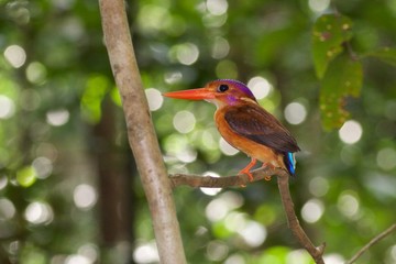 Sulawesi Dwarf Kingfisher