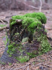 Green moss on tree trunk in forest