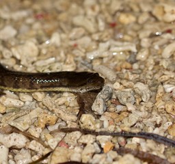 Dog Faced Snake