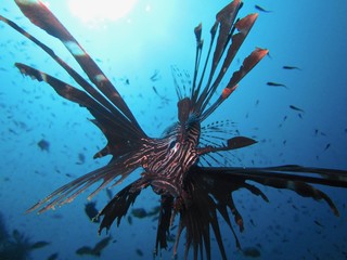 Lionfish
