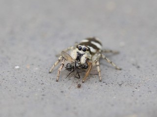 Jumping Spider Eating