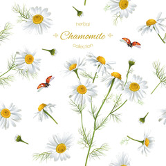Chamomile seamless pattern - 127737968