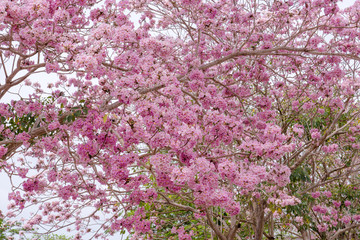 Pink trumpet tree (Bertol,),sweet pink flower blooming
