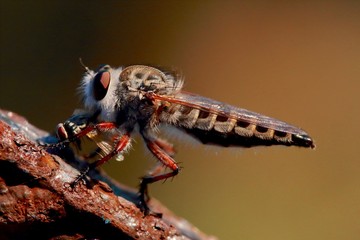 Robber Fly
