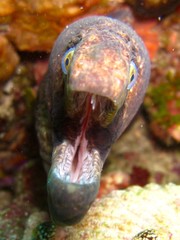 Moray Eel