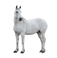 Fototapeta na wymiar horse isolated on the white background