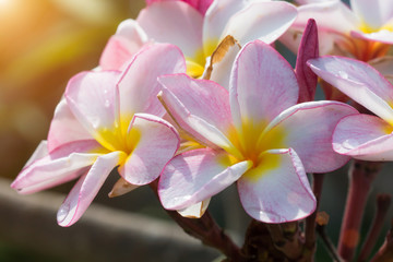 Naklejka na ściany i meble Plumeria (frangipani) flowers on tree