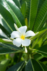 Plumeria (frangipani) flowers on tree