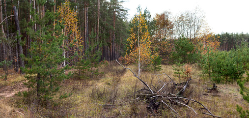 Glade in a pine forest with deciduous trees - autumn landscape, banner, panorama