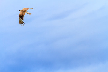 Chimango flying with blue sky background at sunset