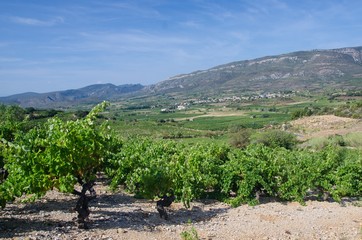 Fototapeta na wymiar Mediterranean vineyard at the foot of hills
