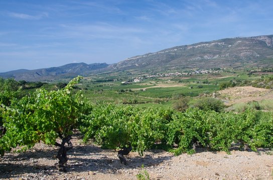 Mediterranean vineyard at the foot of hills