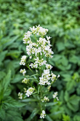 Achillea millefolium